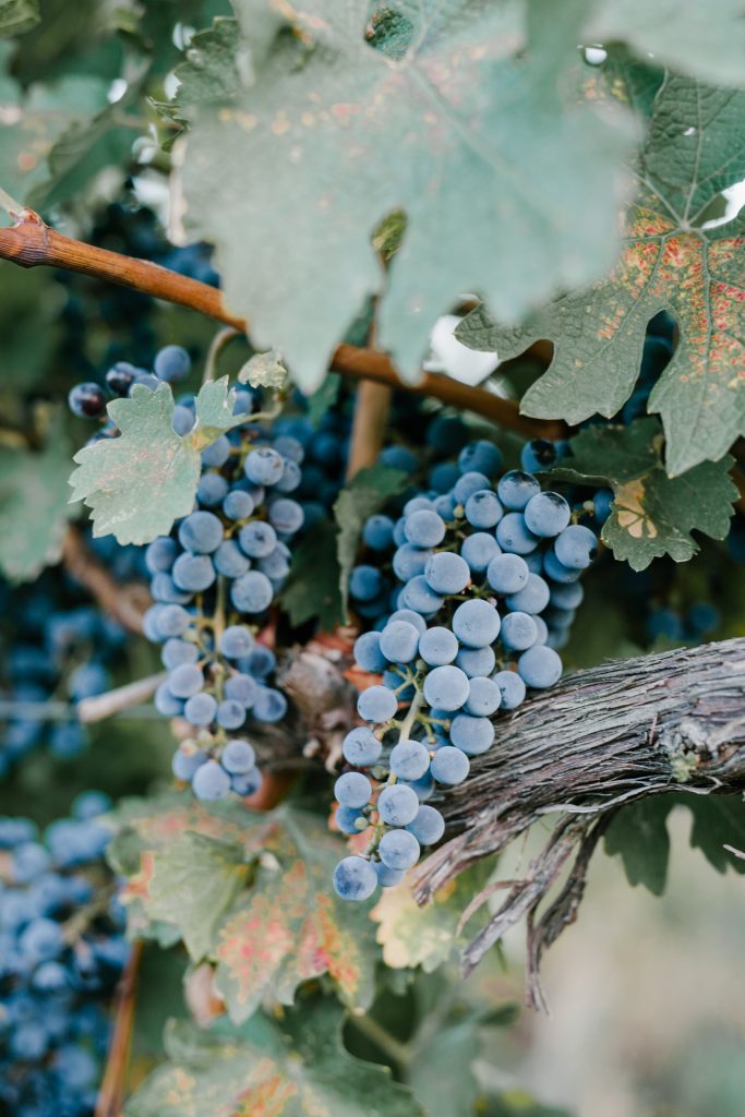 Image of a bunch of grapes hanging from a vine, ready to be harvested for winemaking. Image has been used in a MiscGyan Blog explaining wine marketing strategies.