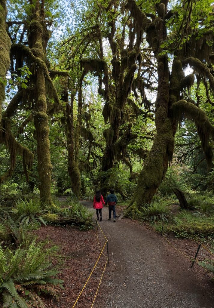 Hoh Rain forest in Olympic National Park